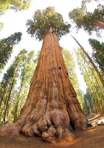 http://joy4mind.com/wp-content/uploads/2012/10/Sequoia-National-Park7.jpg