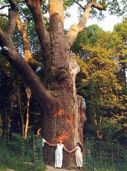 Найстаріше дерево України