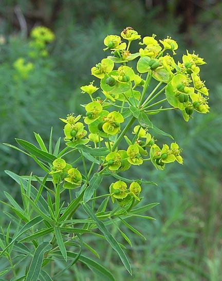 https://www.ndsu.edu/pubweb/chiwonlee/plsc211/student%20papers/articles06/kalevanbruggen/leafy%20spurge.jpg