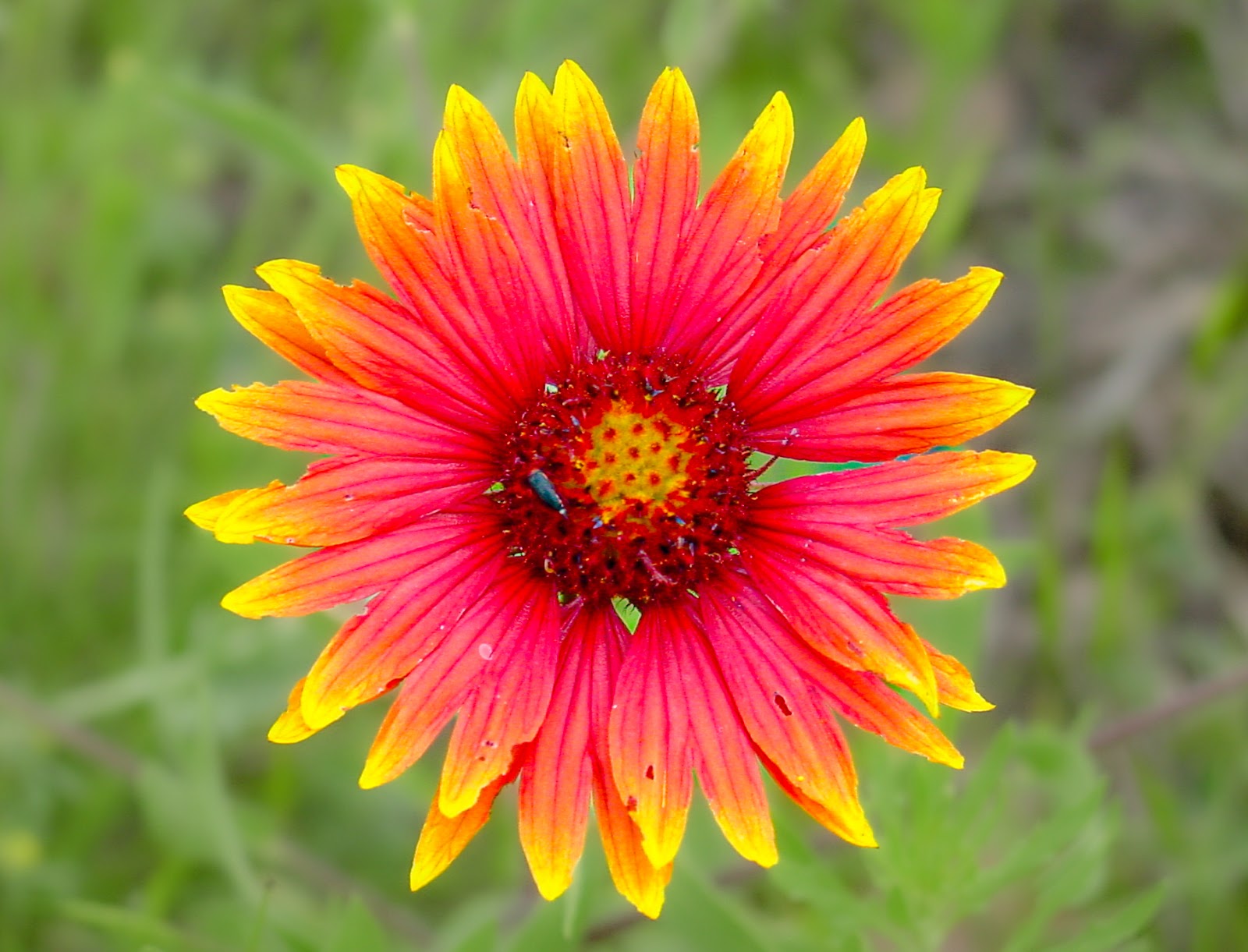 A bright orange and yellow flower with green background.