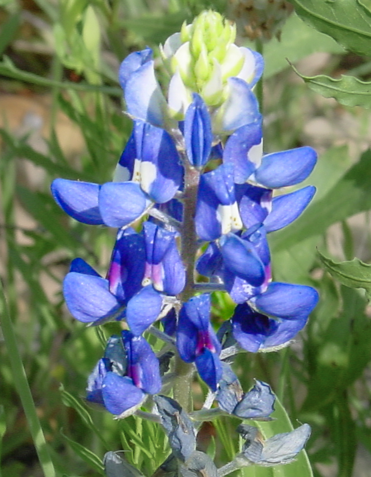 A bright blue flower with green background. 