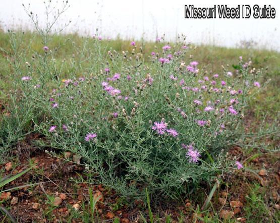http://extension.missouri.edu/webster/images/spottedknapweed/SpottedKnapweed-distance02.jpg