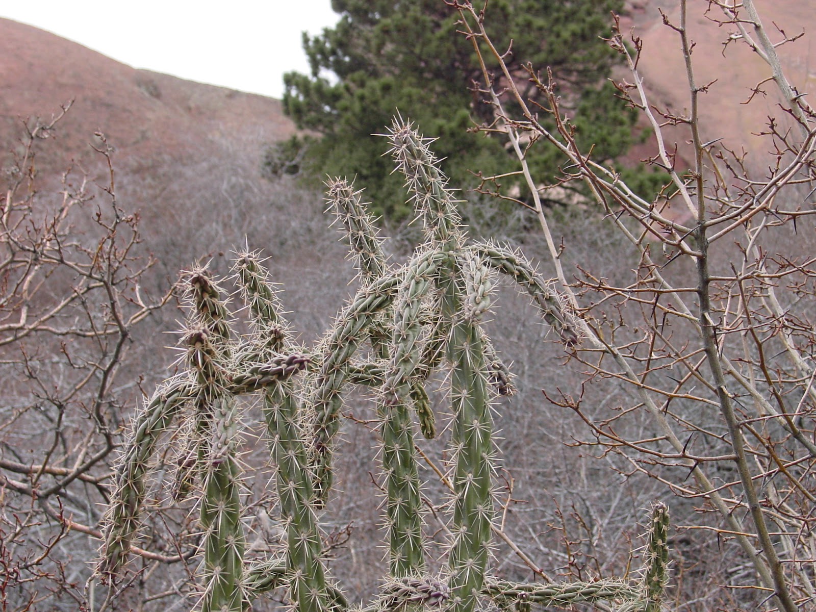 A thin cactus with prominent spikes.