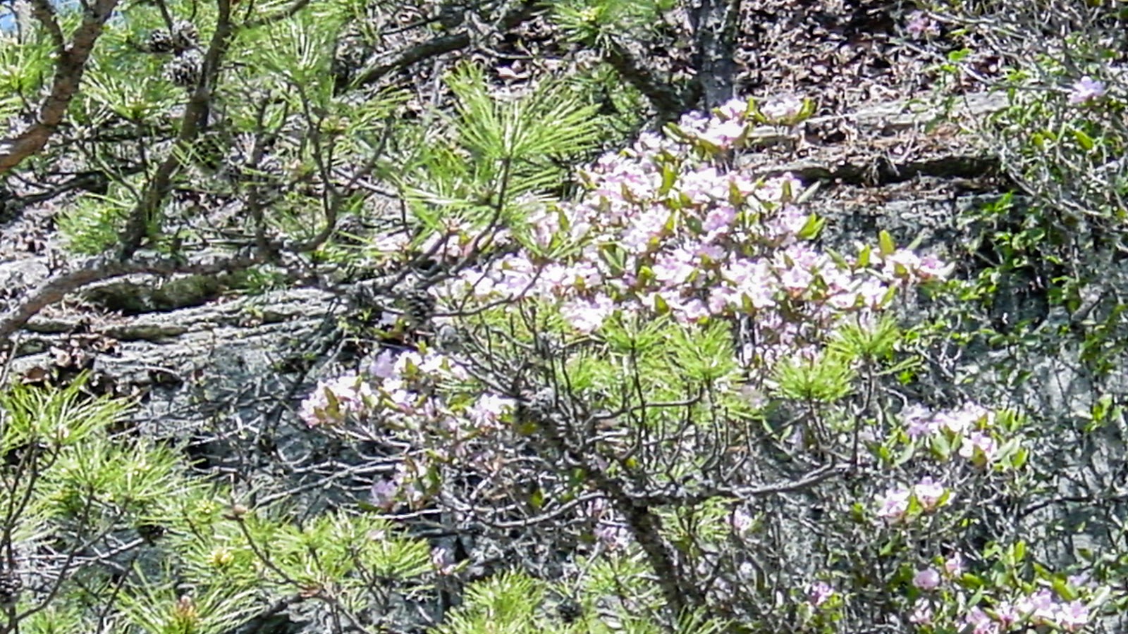 Pink blooms on a busy green tree. 