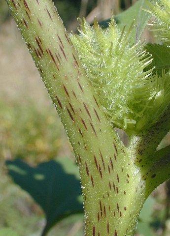 http://www.illinoiswildflowers.info/weeds/photos/cocklebur3.jpg