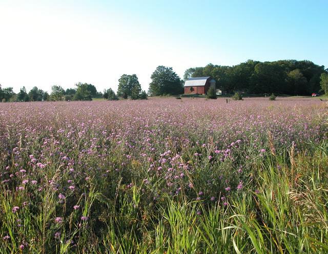 http://mpss.csce.uark.edu/smsdb/weed_app/weedcollections/spotted-knapweed/weed-id-2739693243_4fb461967c_b.jpg