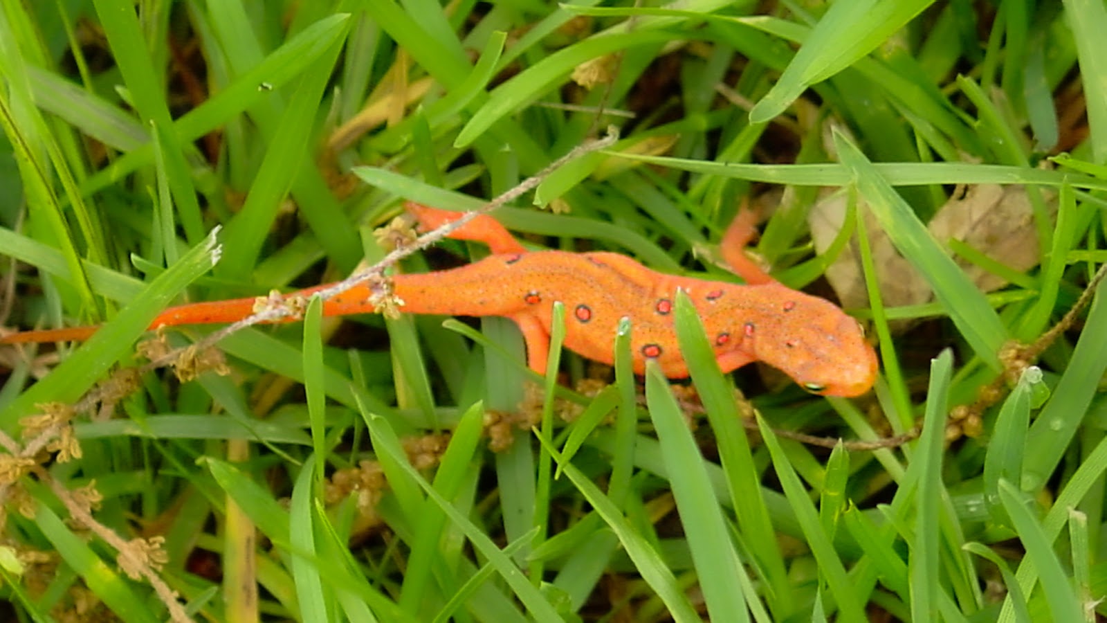 A bright orange salamander with red spots crawls in bright green grass. 