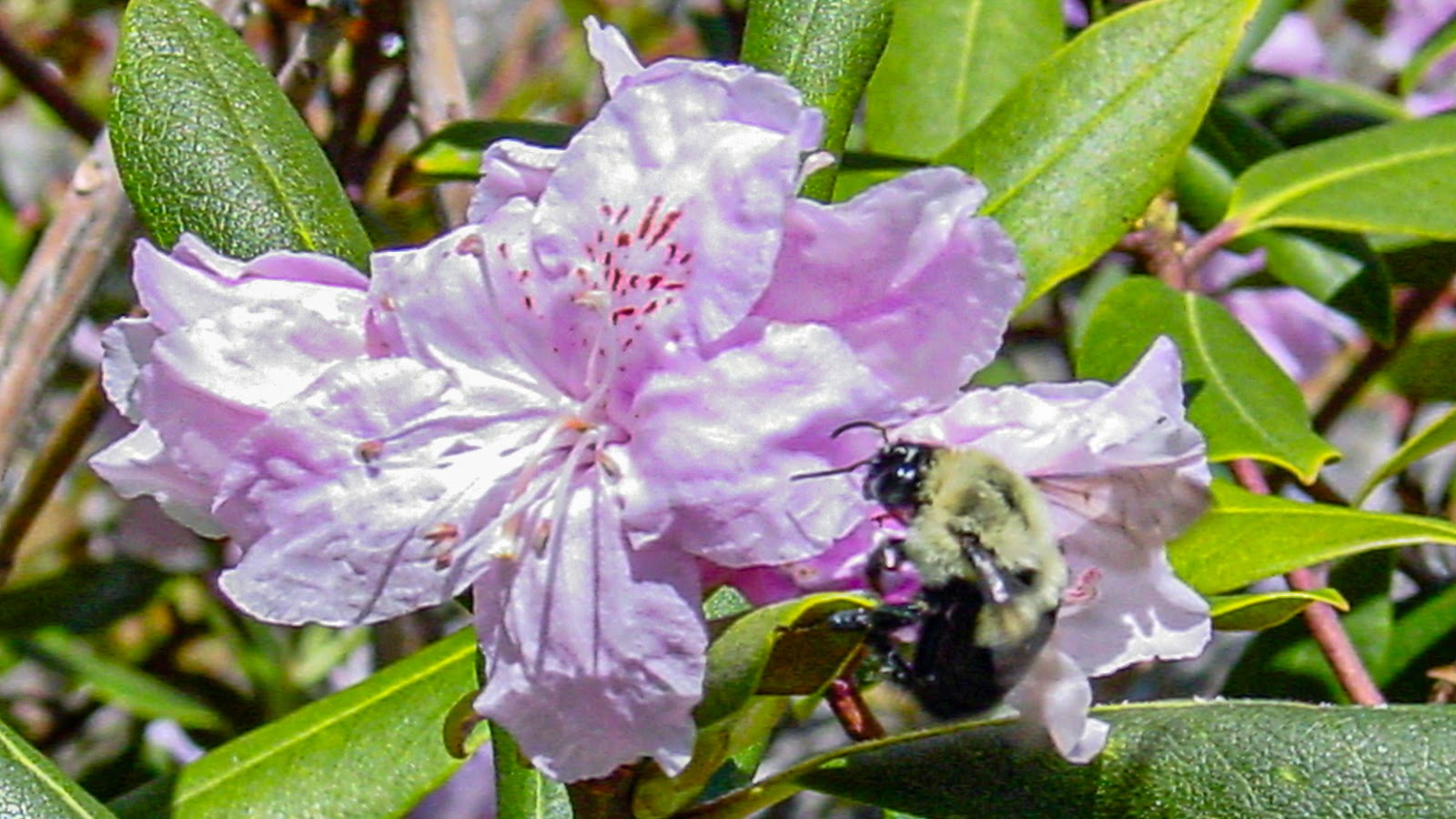 A black and yellow bee on a pink flower. 