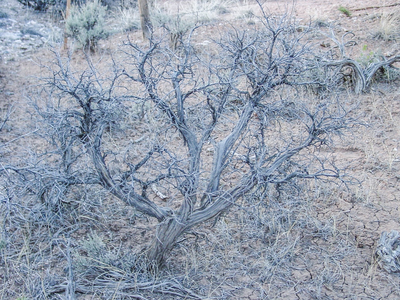 A dry leafless desert tree close to the ground. 