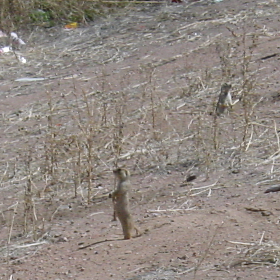 A Prairie Dog stands of its hind legs