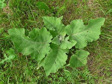 http://nittygrittylife.com/wp-content/uploads/2016/02/burdock-basal-rosette.jpg