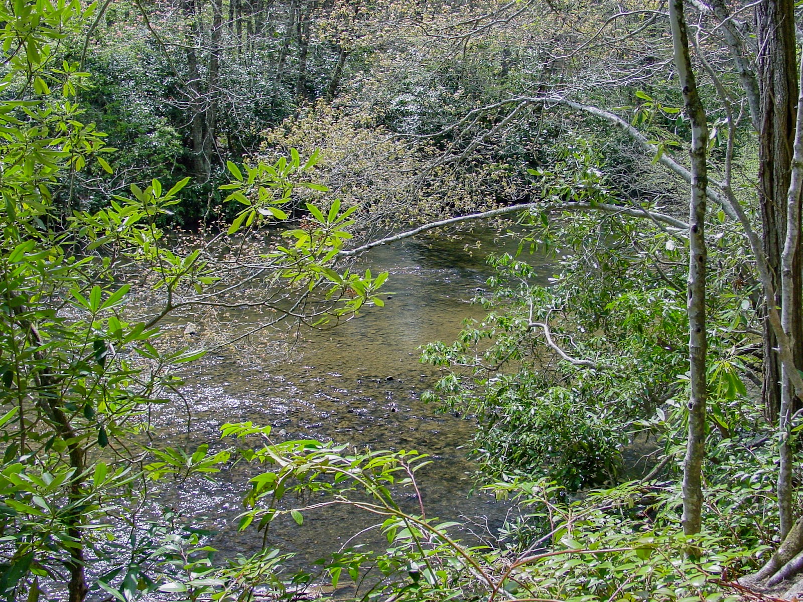 Water is evident in-between many tree limbs. 