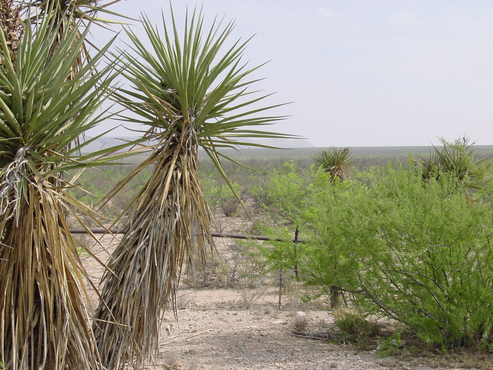Yucca tree with pale sky