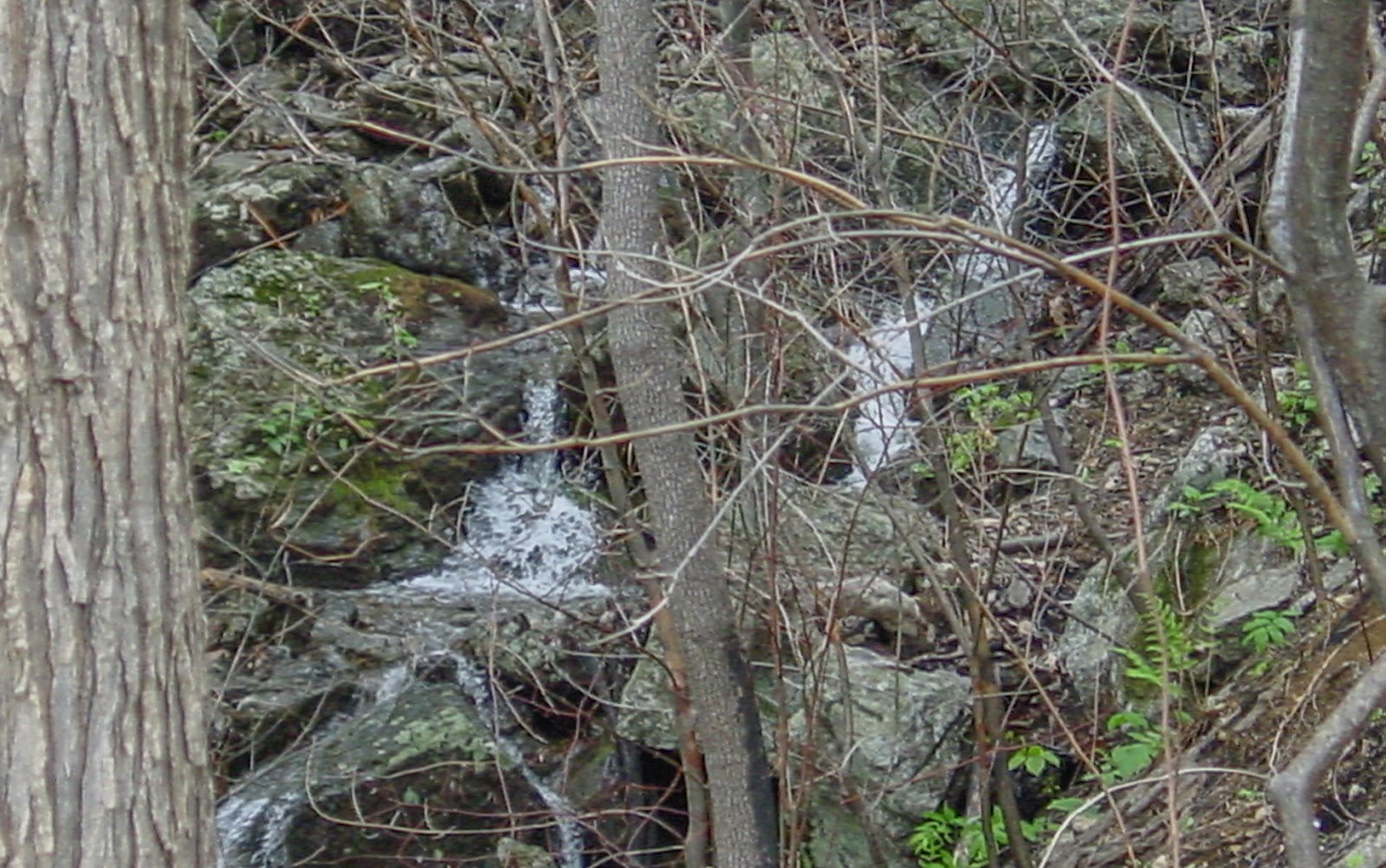 Think undergrowth obscures water falling in a wooded area. 