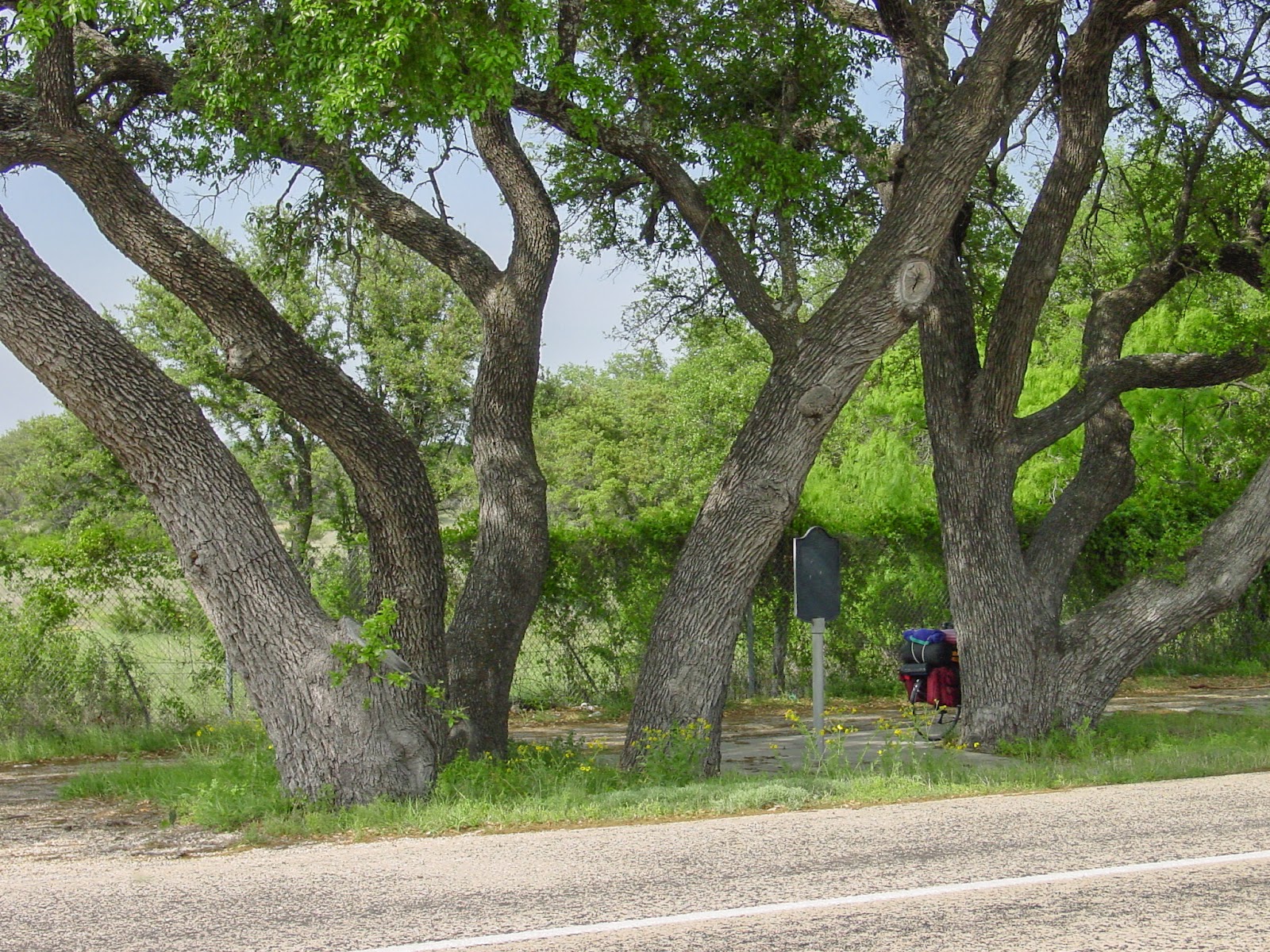 Large live oak with bicycle leaning on the tree and a metal interpretative sign along a roadway with blue sky. 