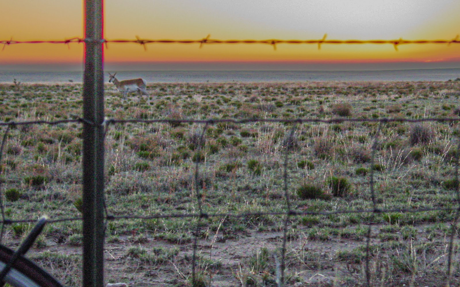 A single pronghorn is viewed through a fence with the sunrise in the background. 