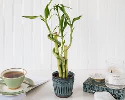 bamboo plant