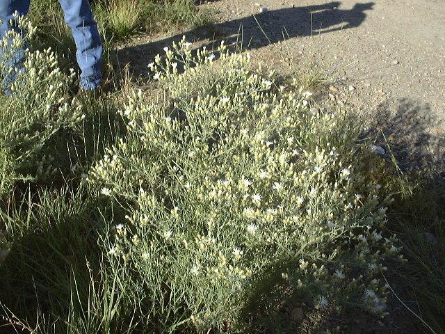 https://ag.arizona.edu/yavapai/graphics/DiffuseKnapweed2.jpg