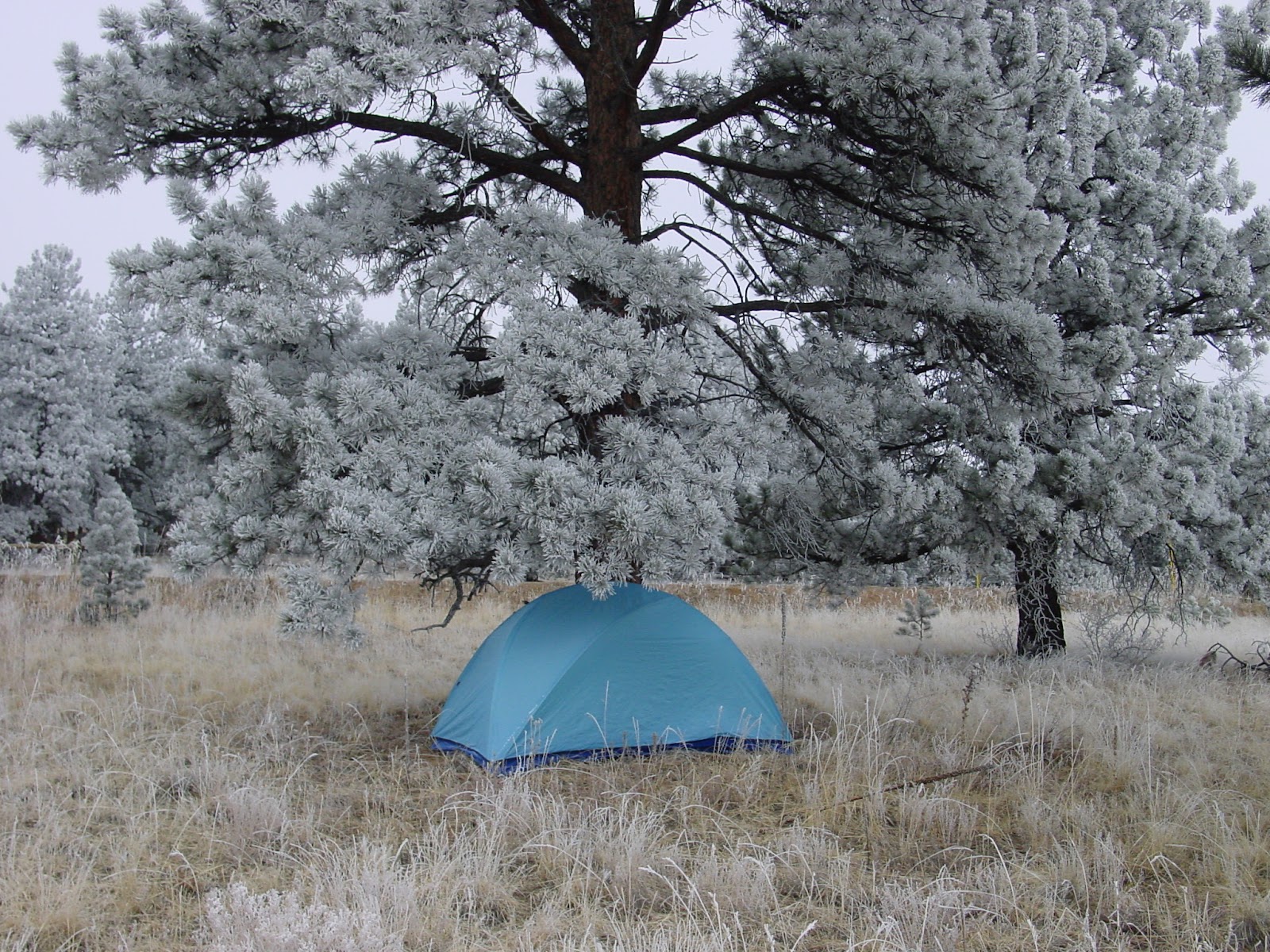 Blue tent in frosted grass under a frosty white tree.