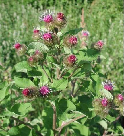 http://www.theherbalcache.com/wp-content/uploads/2014/09/Burdock3.jpg