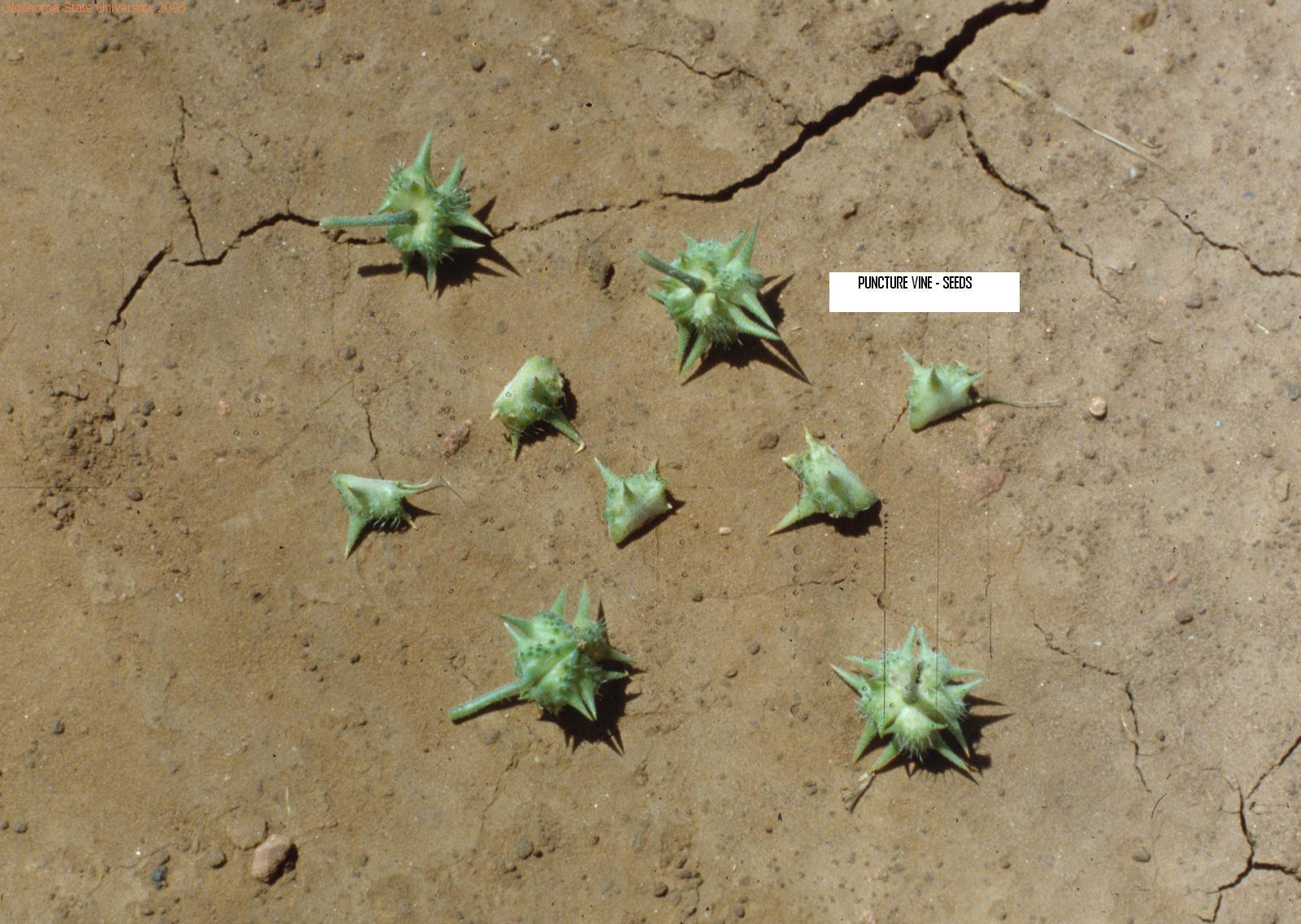 http://www.douglascountynv.gov/ImageRepository/Path?filePath=%2FDocuments%5CContent%5C197%5C198%5C246%2FPuncturevine-seeds.jpg