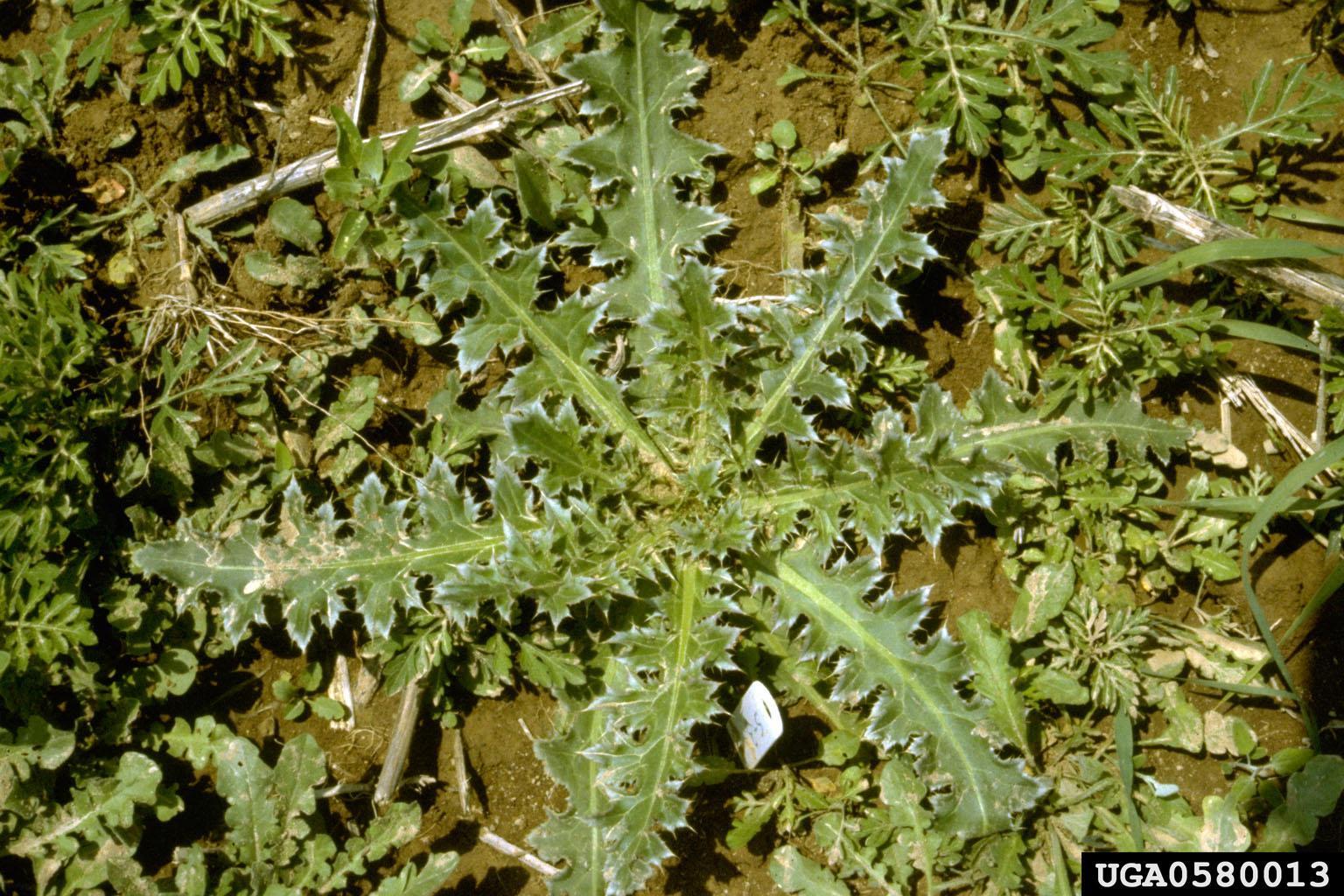http://www.invasive.org/weedcd/images/1536x1024/0580013.jpg