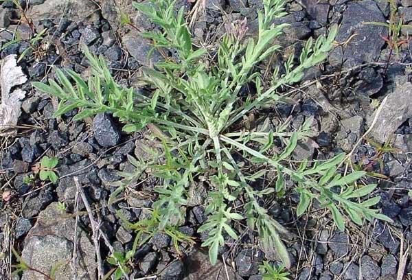 http://slco.org/weeds/images/idLarge/diffuseknapweed_rose.jpg