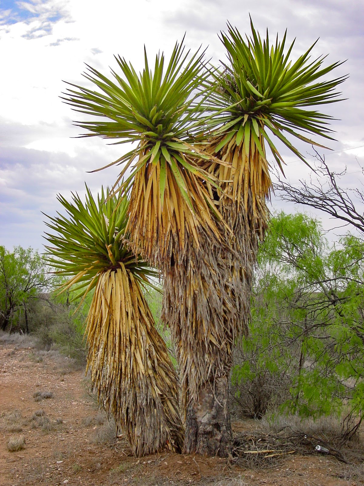 A yucca tree with dark clouds above. 