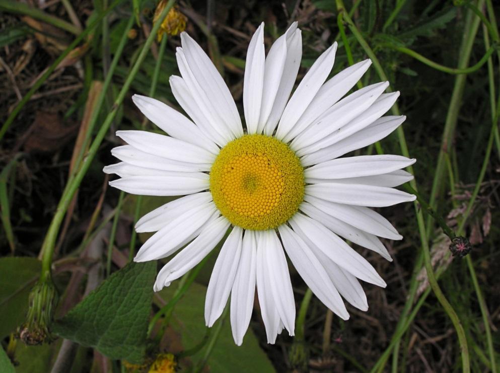 http://cdn3.bigcommerce.com/s-9gu1uo/product_images/uploaded_images/oyxeye-daisy-2.jpg?t=1441418043