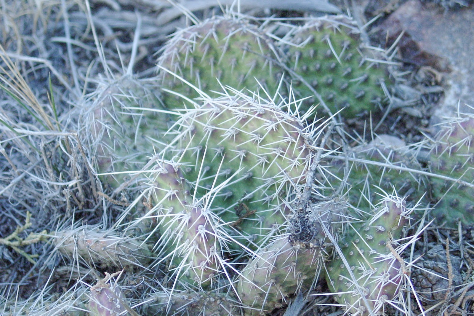 A close-up of a cactus with very long spikes