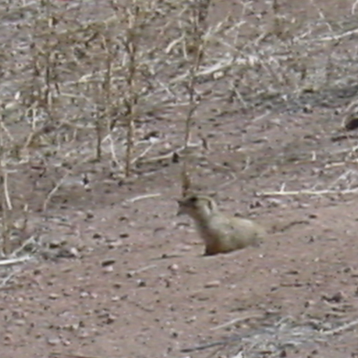 A Prairie Dog looks from a hole.