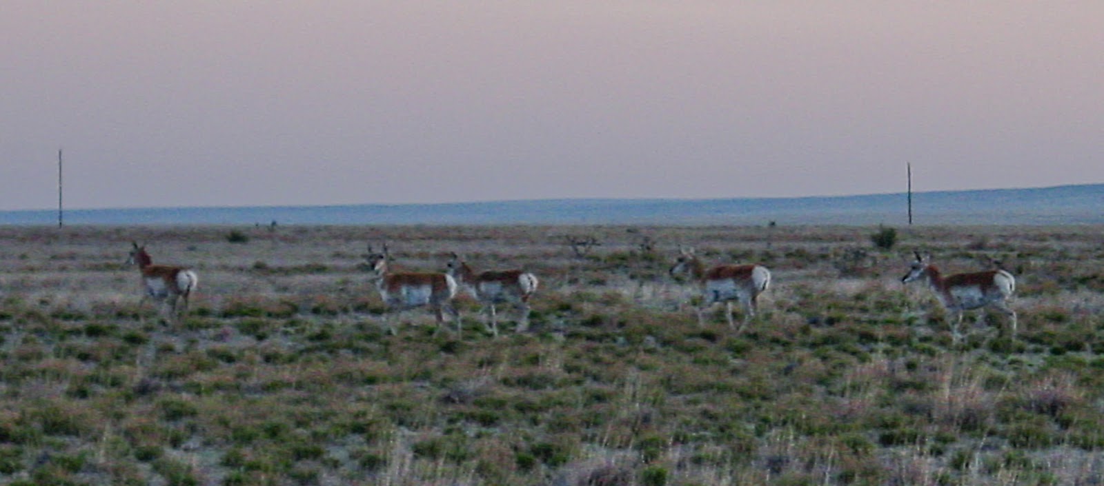 5 pronghorn walk in the morning light. 