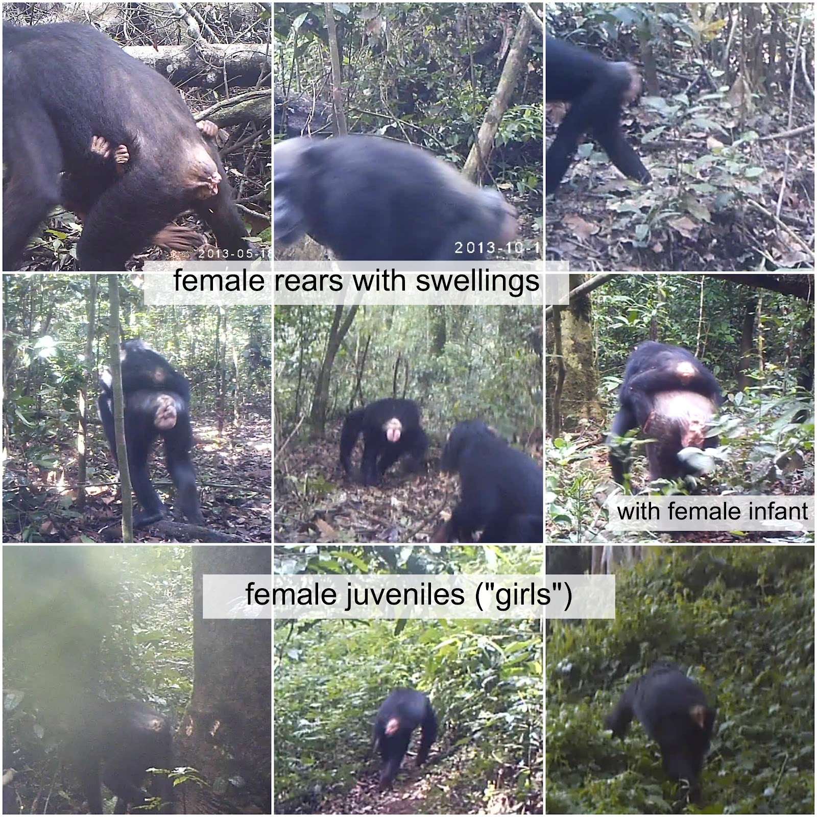 female swellings