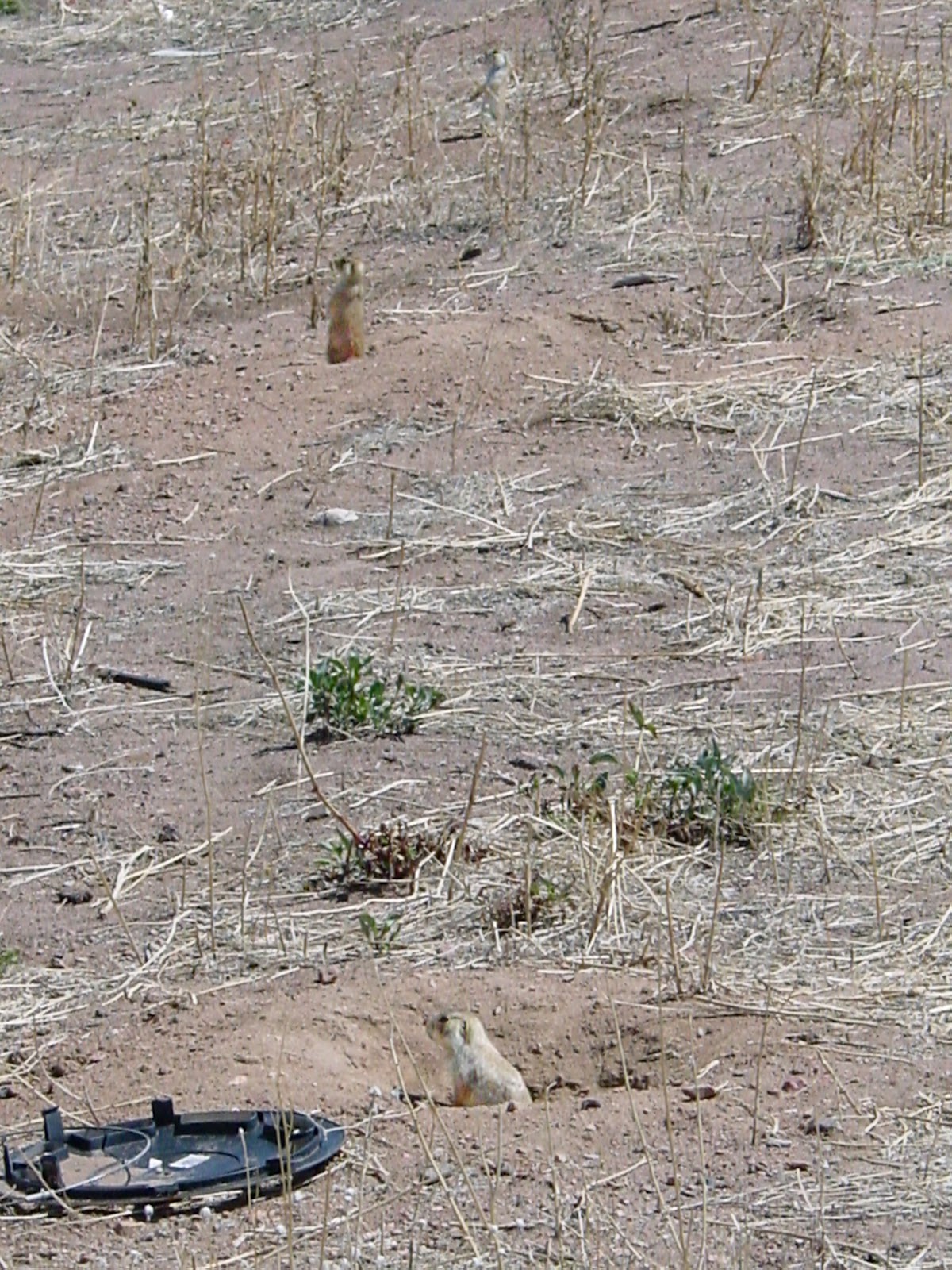 Two Prairie Dogs emerge from holes.