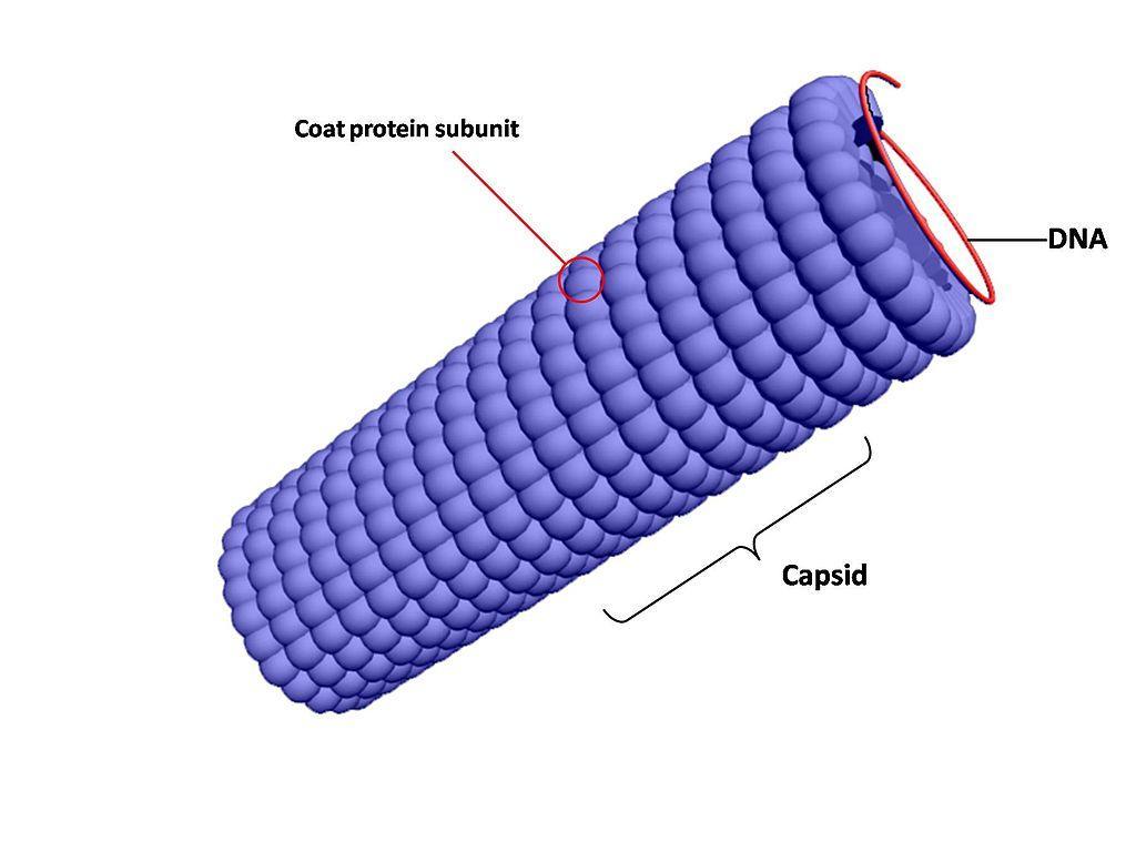 http://upload.wikimedia.org/wikipedia/commons/thumb/1/1e/Helical_capsid.jpg/1024px-Helical_capsid.jpg