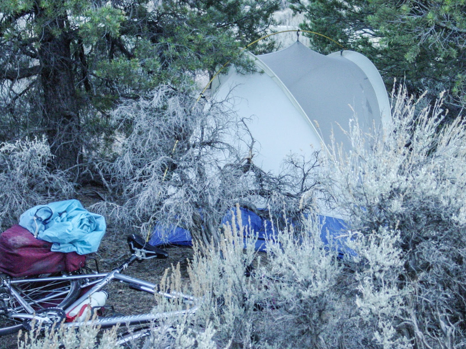 Bike and tent in desert trees and shrubs. 