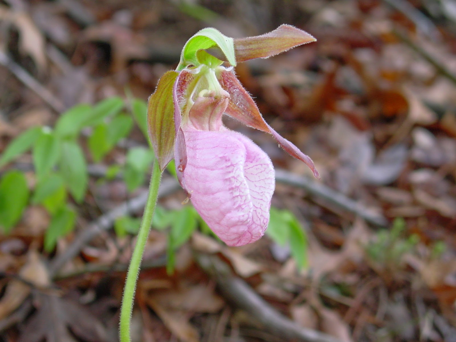A pink flower whose petals curl into an oval stands out of a brown background. 