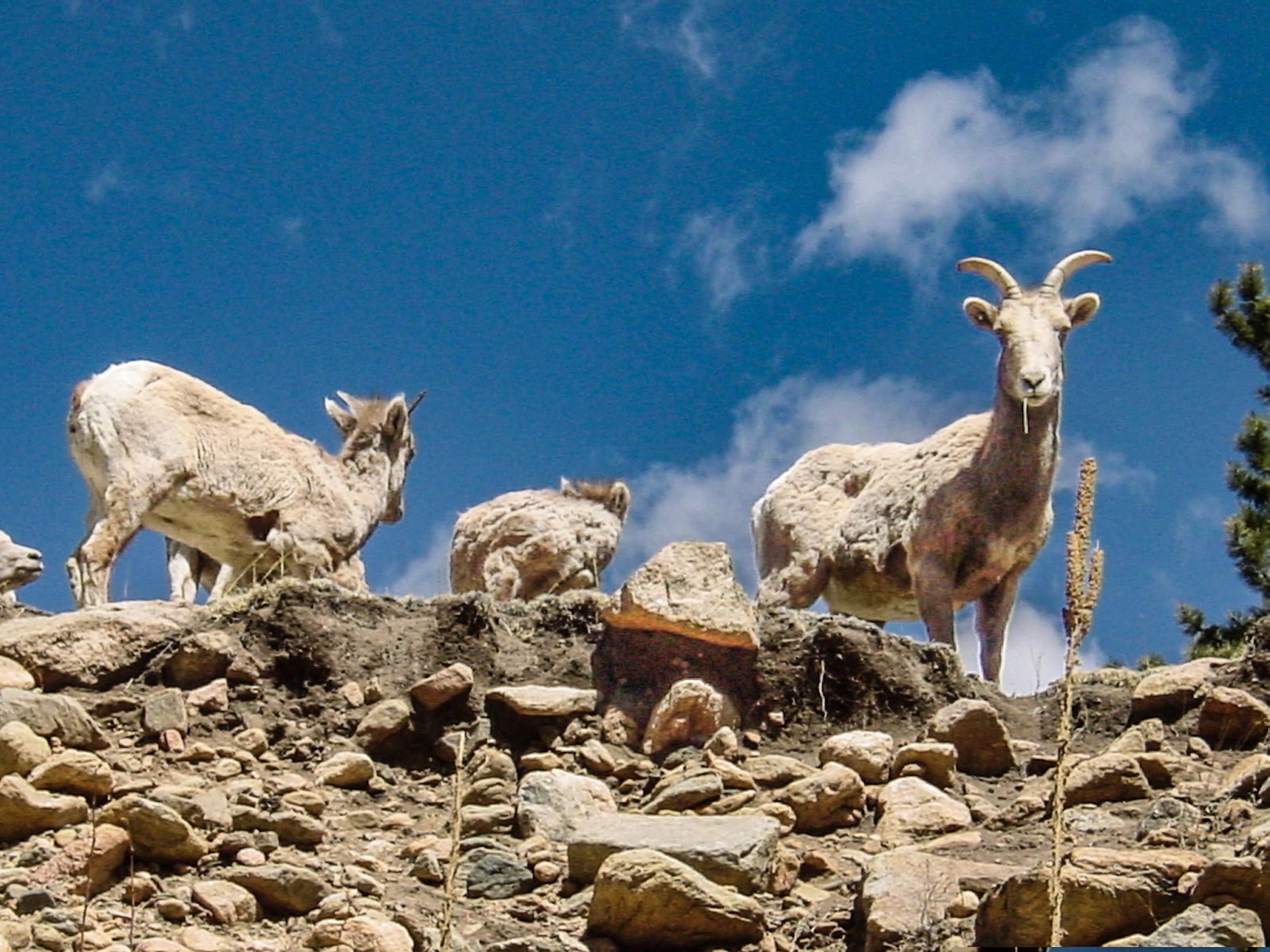 A mountain goat looks down with grass in its mouth. 