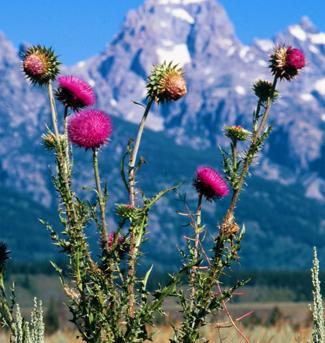 http://extension.usu.edu/rangeplants/images/uploads/FISDmuskthistlesmall.jpg