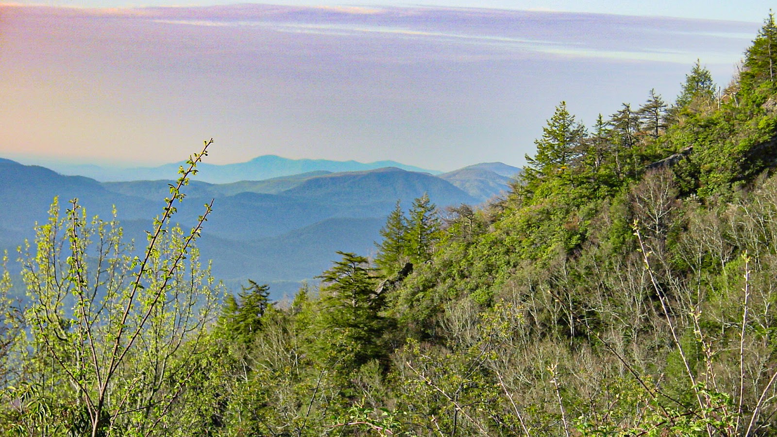 Foliage is backed by the silhouette of mountains. 
