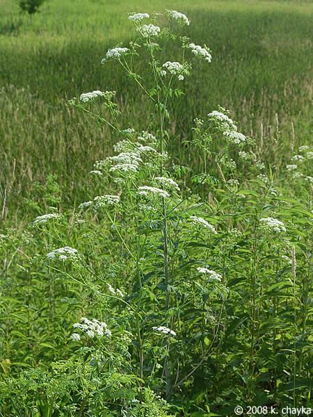 http://www.minnesotawildflowers.info/udata/r9ndp23q/white/poison-hemlock_0701_085352.jpg