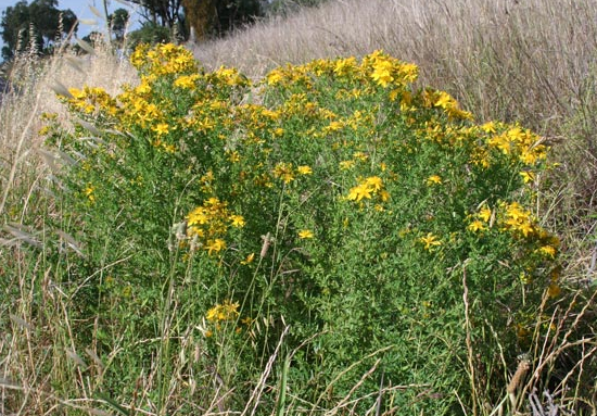 http://www.clavielle.com/wp-content/uploads/2012/06/st_johns_wort_0011.png