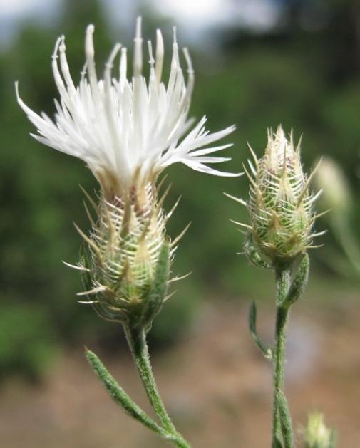 http://www.co.laplata.co.us/sites/default/files/departments/weed/enforceable_weeds/images/diffuse.jpg