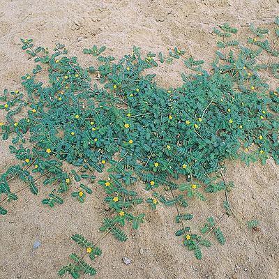 http://img1.sunset.timeinc.net/sites/default/files/image/2009/05/puncture-vine-l.jpg