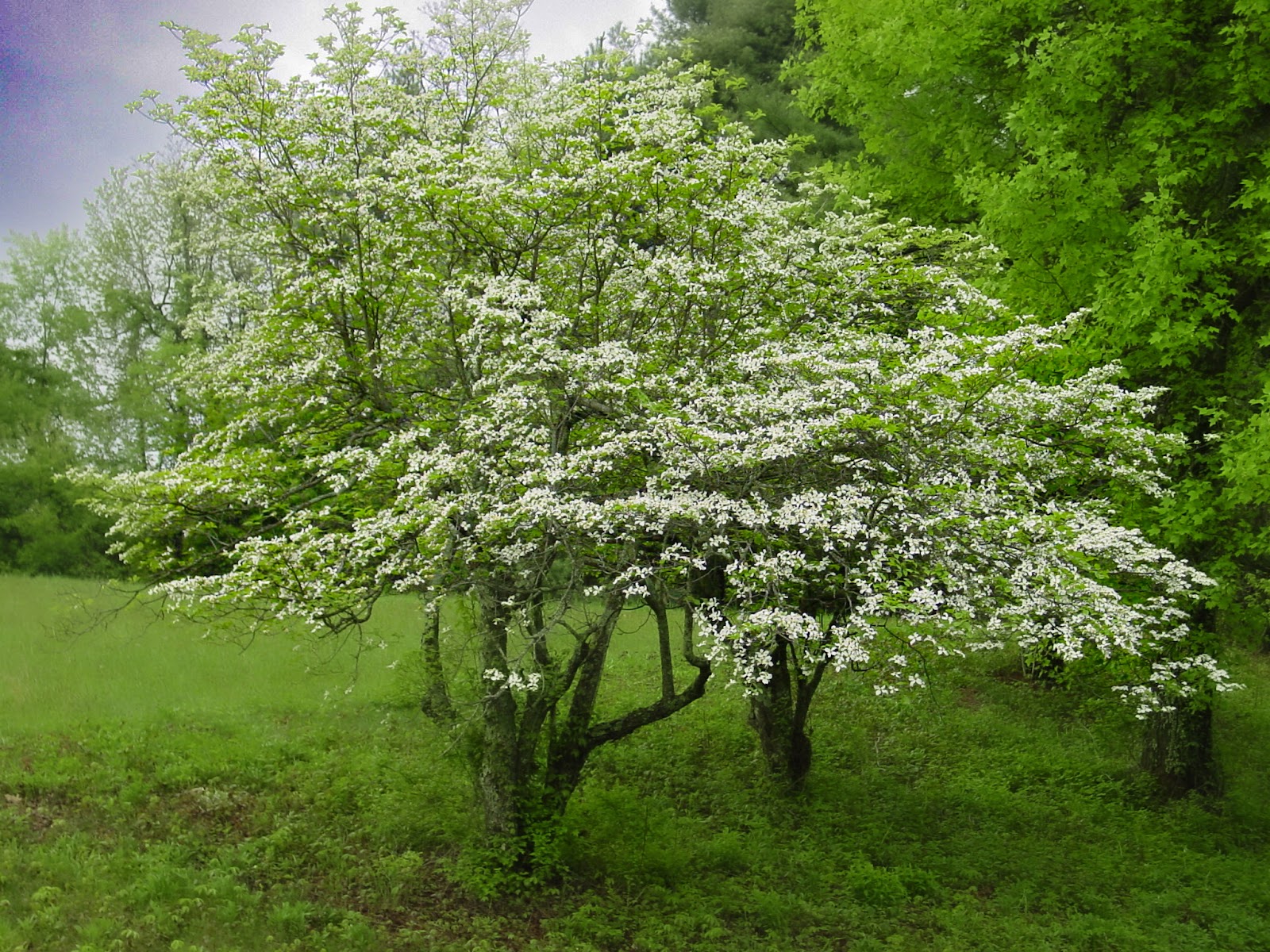 A Dogwood tree with faint blooms. 