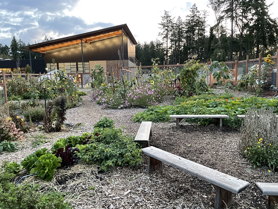 Salish Teaching Garden 