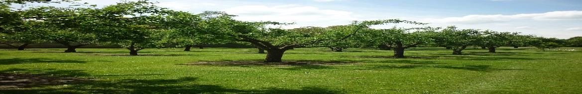 File:Orchard of Homerton