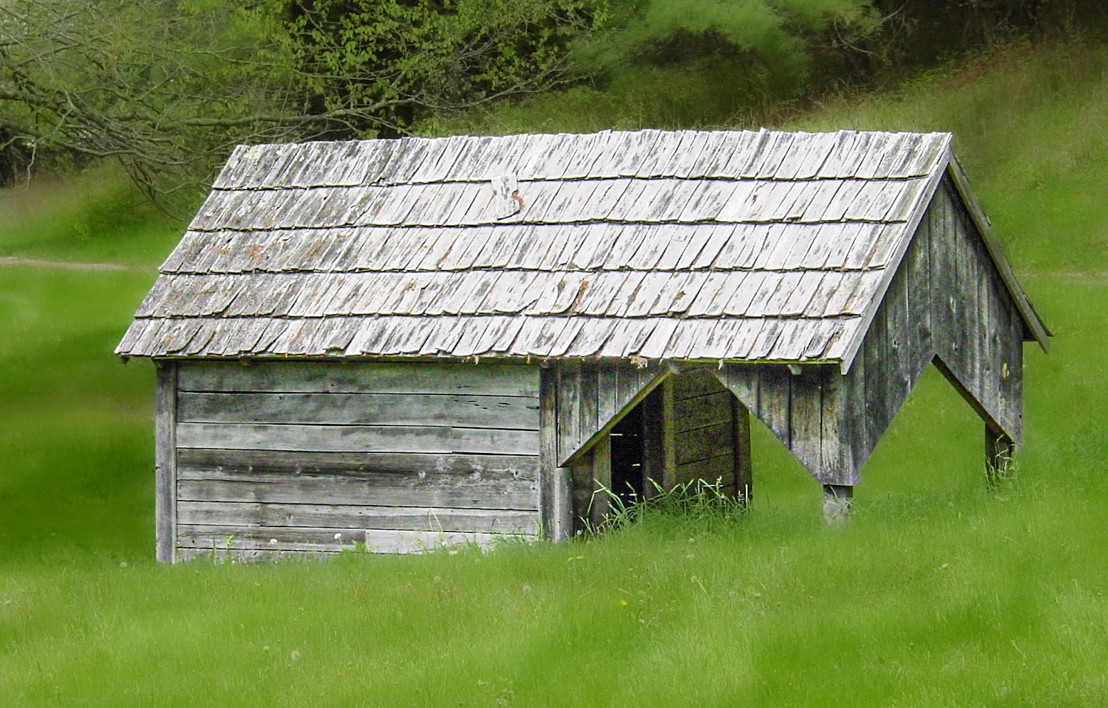 A small wood-side structure with small overhang, tall green grass is all around. 