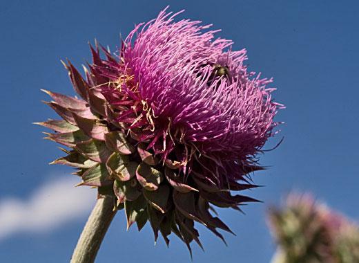 http://www.idahoweedawareness.net/vfg/weedlist/muskthistle/media/mthistleflower.jpg
