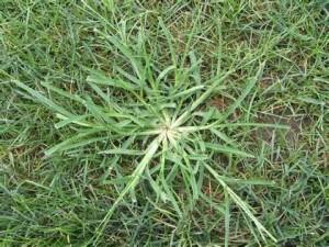 http://earthcarpet.com/wp-content/uploads/Turf-Tips-3-300x225.jpg